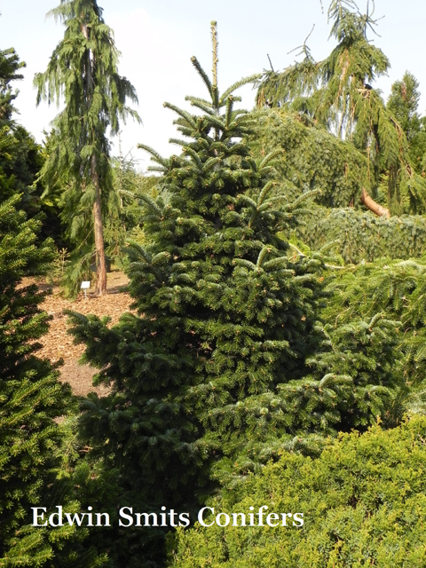 Abies nordmanniana 'Dobřichovice'